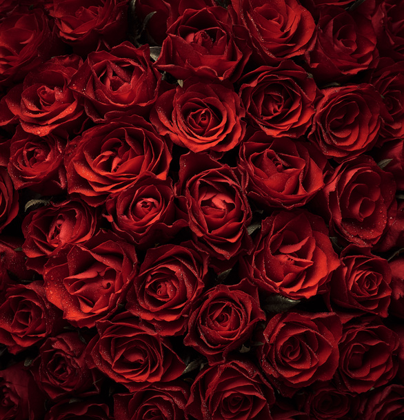 Hintergrund der roten Rosen Blumen - Foto, Bild
