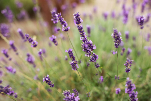 Lavender purple flowers lit by sunlight. Lavender fields, Provence, France. Aromatherapy. Nature Cosmetics. Concept of beauty and aromatherapy. Selective focus on bush lavender flower in flower garden - Foto, Bild