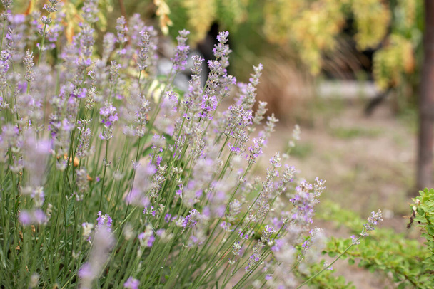 Lavender fields, Provence, Γαλλία. Αρωματοθεραπεία. Φυσικά καλλυντικά. Έννοια της ομορφιάς και της αρωματοθεραπείας. Επιλεκτική εστίαση στο λουλούδι λεβάντας θάμνων στον κήπο λουλουδιών. Μωβ άνθη λεβάντας φωτισμένα από το φως του ήλιου - Φωτογραφία, εικόνα