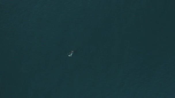 4k aerial drone footage of a whale swimming out at sea. - Felvétel, videó