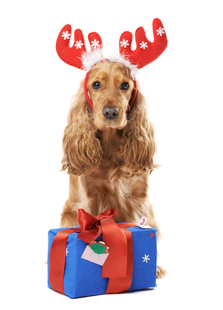  dog with horns gives a gift - Фото, зображення