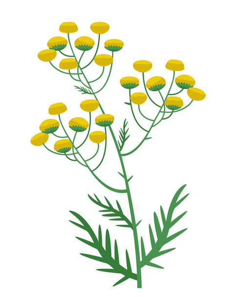 Tansy in cartoon style. Beautiful wild flower. - Vecteur, image