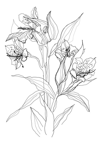Drawing alstrameriya flower - Vettoriali, immagini