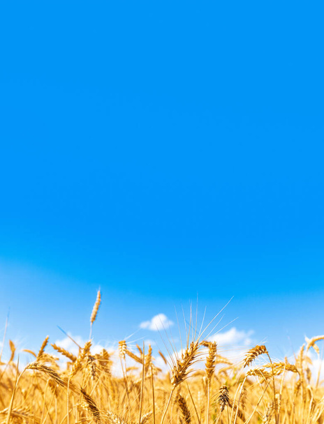 Gold wheat field and blue sky. Crops field. Selective focus. - Photo, Image