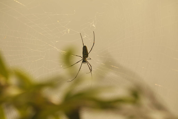 Macro shot d'une araignée - Photo, image