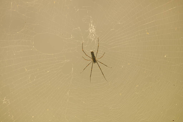 Makro laukaus hämähäkki - Valokuva, kuva