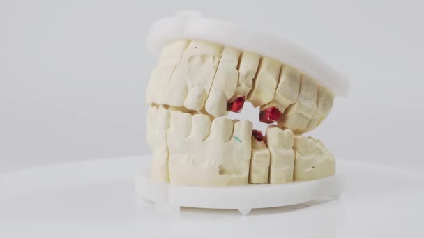 Plaster model or cast of human teeth. Teeth model on a white background. - Filmagem, Vídeo