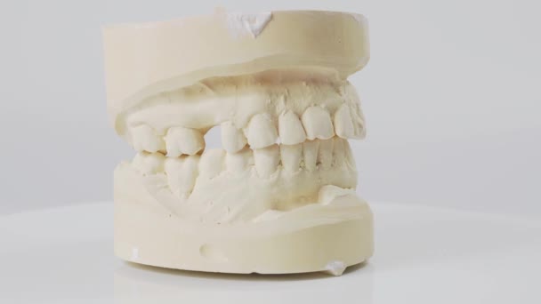 Plaster model or cast of human teeth. Teeth model on a white background. - Πλάνα, βίντεο