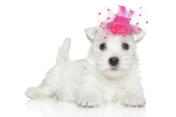 West Highland White Terrier puppy - Фото, изображение