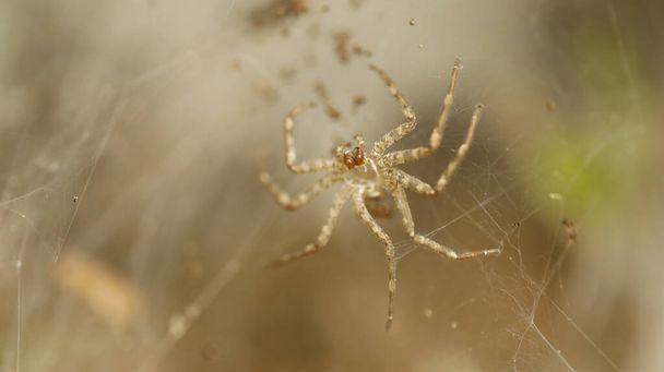 Macro shot d'une araignée - Photo, image