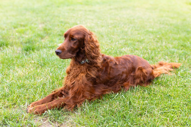 Beautiful Irish Setter dog is lying in grass on a beautiful summer day. Full length body size photo - Photo, image