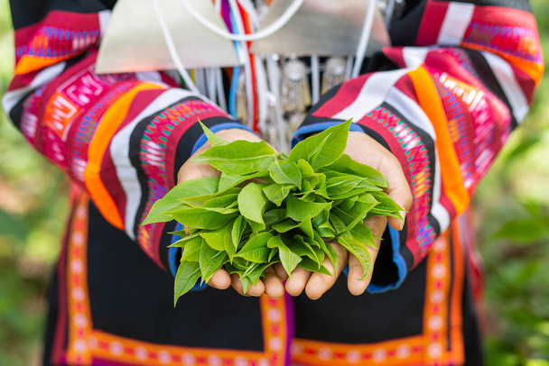 Племінна жінка збирає чайне листя
 - Фото, зображення