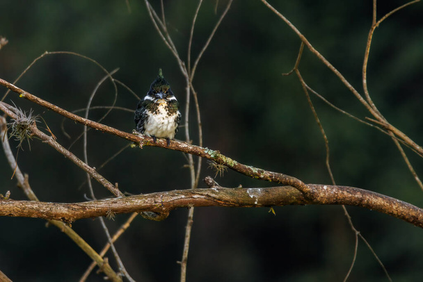 A kingfisher perched on a tree branch - Photo, image