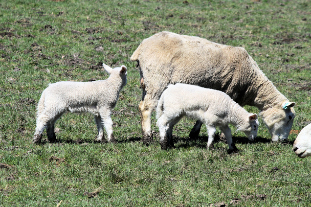 Koyun (dişi koyun ve Kuzuların Sessizliği) - Fotoğraf, Görsel