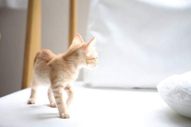Curious Orange tabby kitten standing on white on sofa - 写真・画像