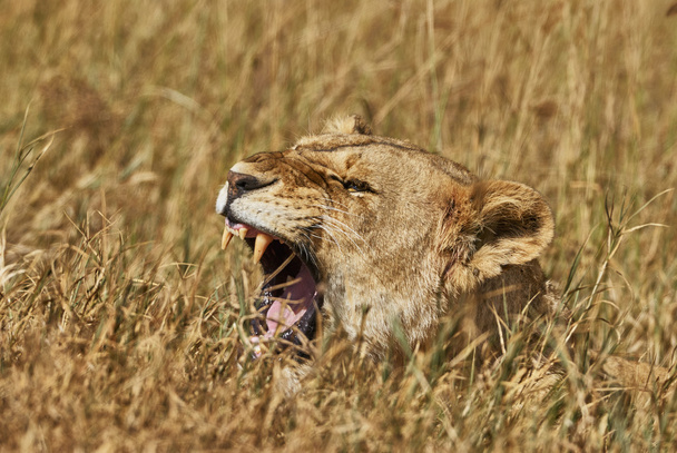 Liones ryk - Zdjęcie, obraz