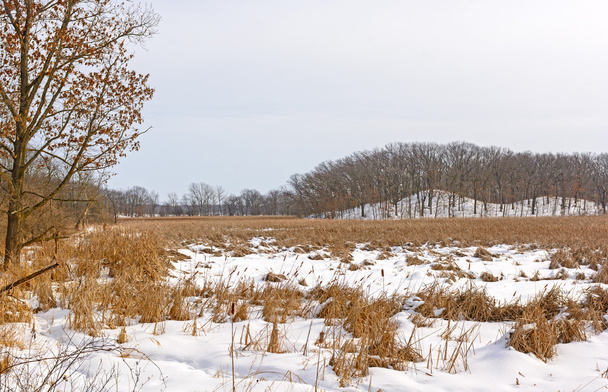 Marshland ja Hills talvella värit
 - Valokuva, kuva