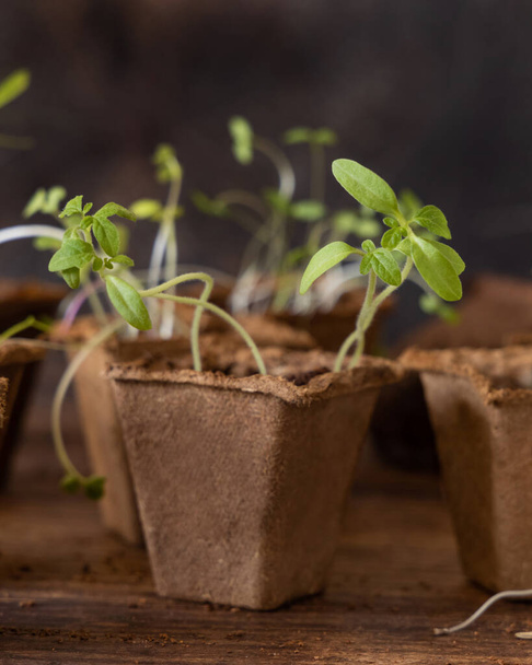 Plantaardige en kruiden zaailingen groeien in een biologisch afbreekbare potten op houten tafel close-up. Urban Indoor tuinieren, eigen planten, ontkiemen thuis - Foto, afbeelding