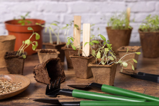 Vegetable and herbs  seedlings growing in a biodegradable pots on wooden table close up. Indoor gardening with small garden tools. Urban gardening, homegrown plants, herb seeds germination at home - Fotografie, Obrázek