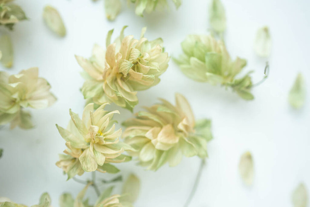 dry hop background. fall mood. tender dry flowers - Foto, afbeelding