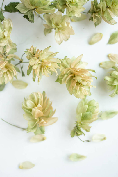 dry hop background. fall mood. tender dry flowers - Foto, afbeelding