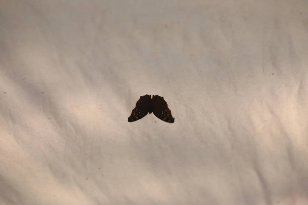 closeup of a Butter fly Silhouette - Valokuva, kuva