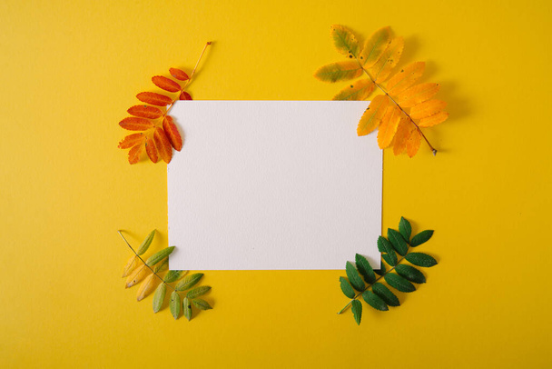 feuilles lumineuses automne sur fond jaune avec espace de copie. concept créatif - Photo, image