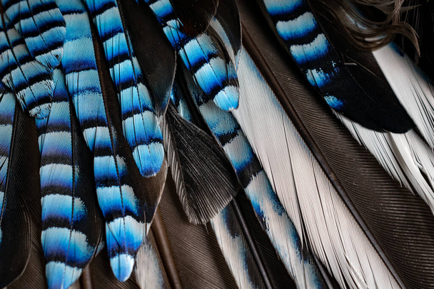plumas de Jay azul y negro. fondo o textura - Foto, imagen