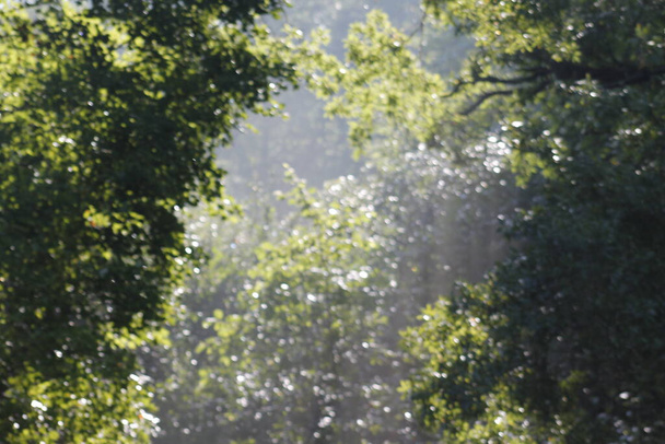 green tree in summer forest - Fotoğraf, Görsel
