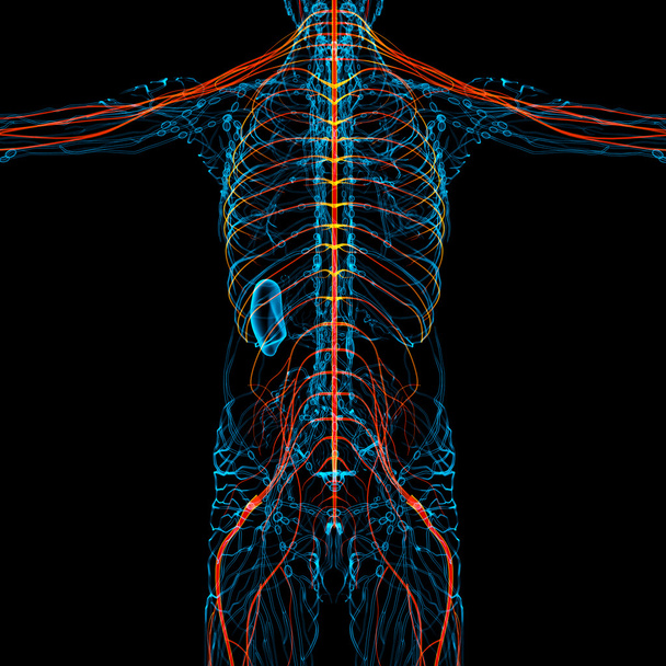 3D-Darstellung medizinischer Darstellung des Nervensystems  - Foto, Bild