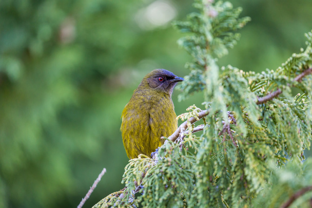 Popularny Nowa Zelandia ptaków las natura. - Zdjęcie, obraz