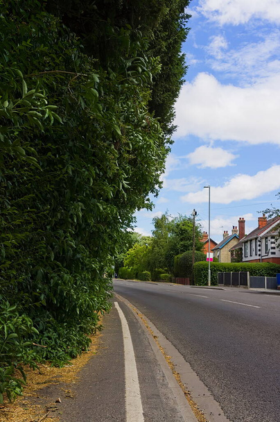 overgrown hedges blocking the pavement by a main residential road in summer - Photo, image