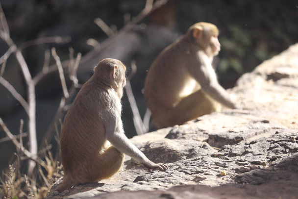 μαϊμού στην πέτρα - Φωτογραφία, εικόνα