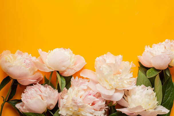 white peonies on orange background - Фото, изображение