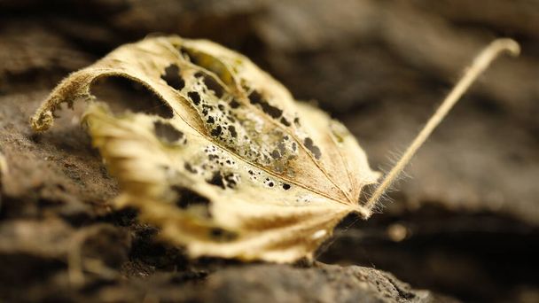 Dry Leaf Texture in the forest - Foto, Imagem