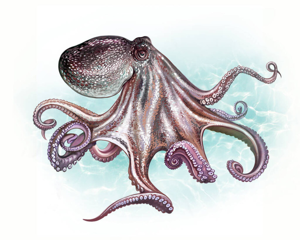 Common octopus, Octopus vulgaris, cephalopod, realistic drawing, illustration for encyclopedia of sea and ocean animals, isolated image on white background - Photo, image