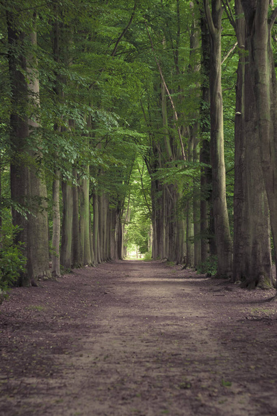 Tree-lined hiking path in Mastenbos in Kapellen, Antwerp province, Belgium. Vertical shot. - Foto, Imagen