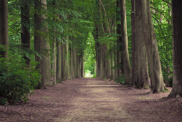 Tree-lined hiking path in Mastenbos in Kapellen, Antwerp province, Belgium. Horizontal shot. - Φωτογραφία, εικόνα