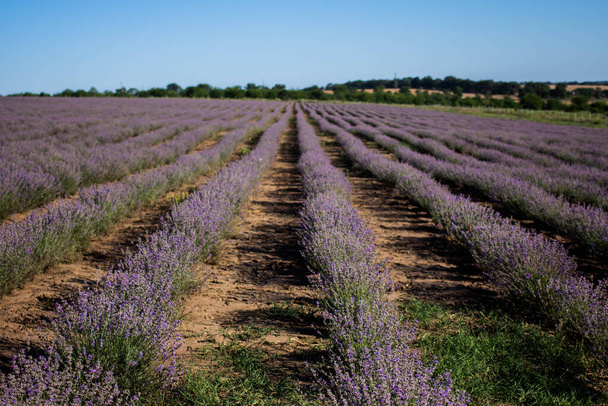 lavender field in sun day - Photo, Image