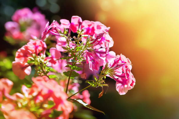 Phlox flowers. The inflorescence of pink phloxes blooms. Blooming flowers in the garden. Floral wallpaper. Selective soft focus. Blurred background. - 写真・画像