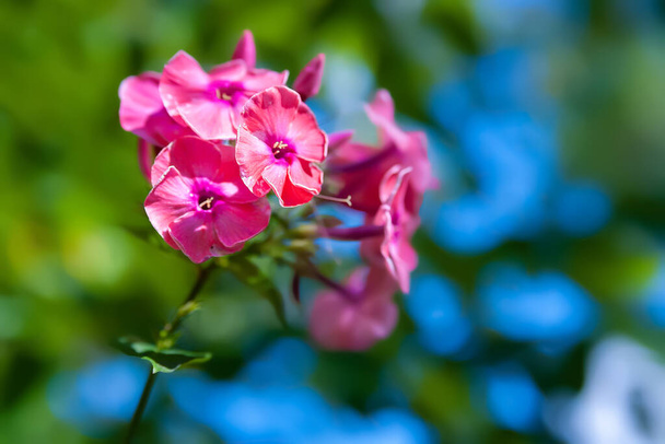 Phlox blüht. Nahaufnahme eines Blütenstandes aus rosa Phlox-Blüten. Blühende Blumen im Garten. Florale Tapete. Selektiver weicher Fokus. Unklarer Hintergrund. - Foto, Bild