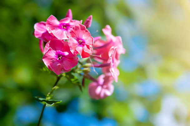 Phlox virágok. Rózsaszín phlox virágok fellángolása. Virágzó virágok a kertben. Virágos tapéta. Szelektív lágy fókusz. Homályos háttér. - Fotó, kép