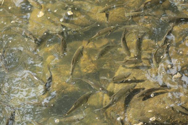 Ψάρια που εκτρέφονται σε ενυδρεία - Φωτογραφία, εικόνα