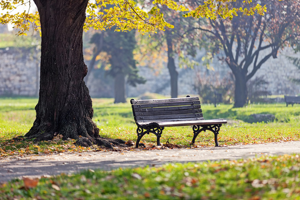 bench in the park - Photo, Image