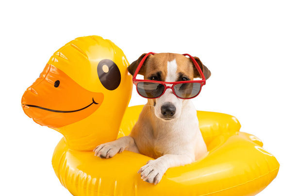 Dog jack russell terrier in sunglasses in an inflatable circle duck on a white background. Isolate - 写真・画像