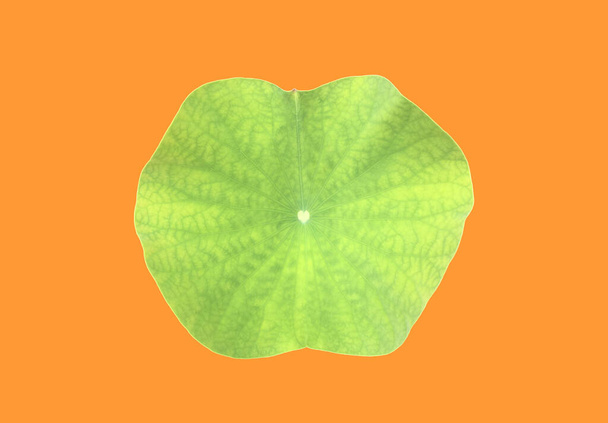 Isolated single green waterlily or lotus leaf with clipping paths. - Foto, Imagem