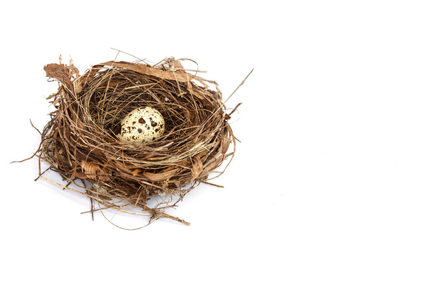 Quail eggs in the nest - Valokuva, kuva