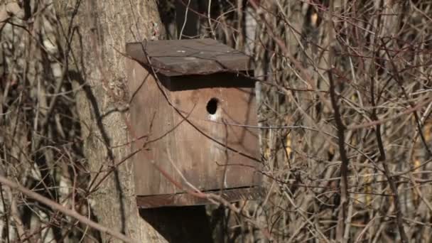 madár házat, egy fa - Felvétel, videó