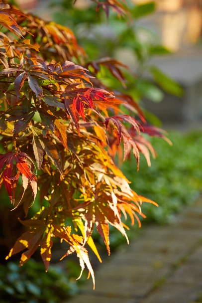 Colorful red and brown leaves from a tree or bush growing in a garden. Closeup of acer palmatum or japanese maple from the soapberry species of plants blooming and blossoming in nature during spring. - Foto, immagini