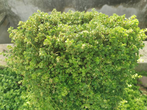 overgrown soleirolia soleirolii leaves over the garden pot. - Foto, Imagem